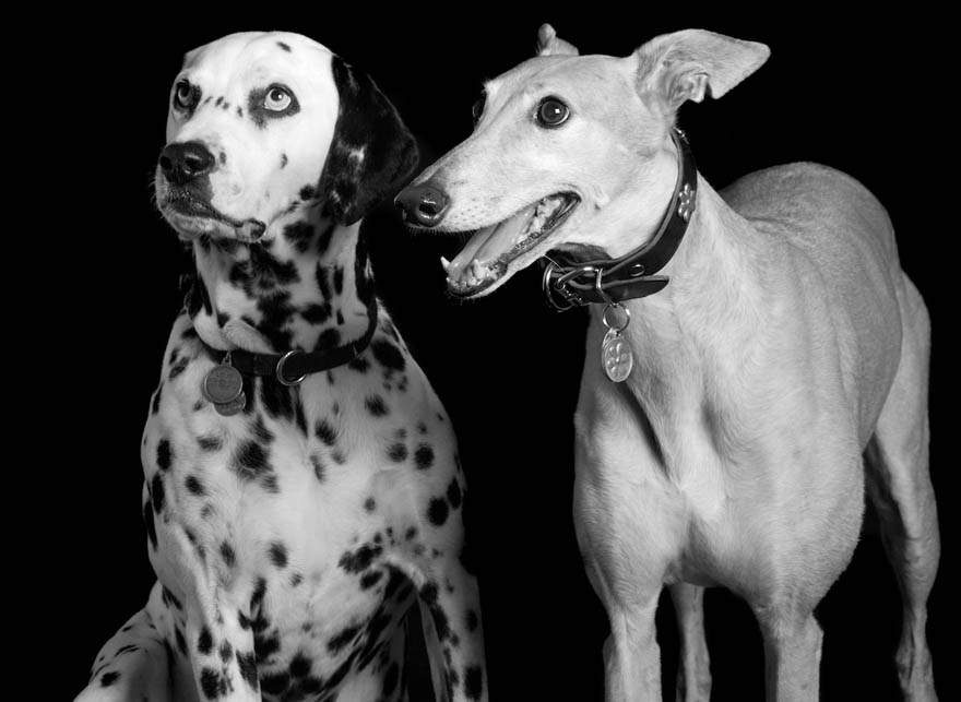 Dogs